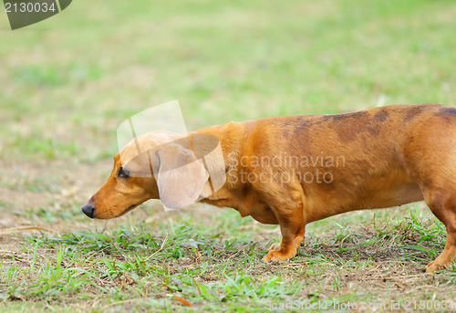 Image of dachshund dog