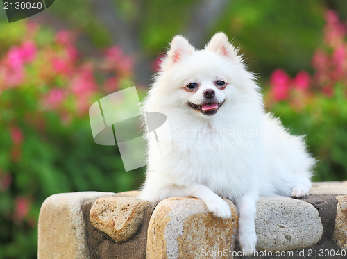 Image of White Pomeranian dog 