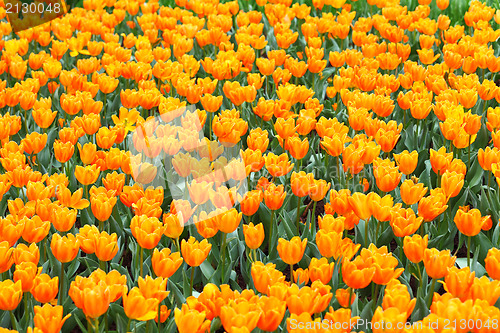 Image of tulip flower 