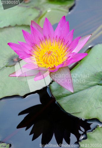Image of lotus flower