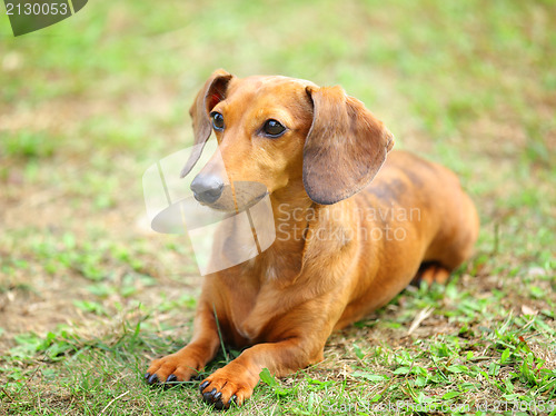 Image of dachshund dog