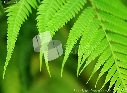 Image of leaf