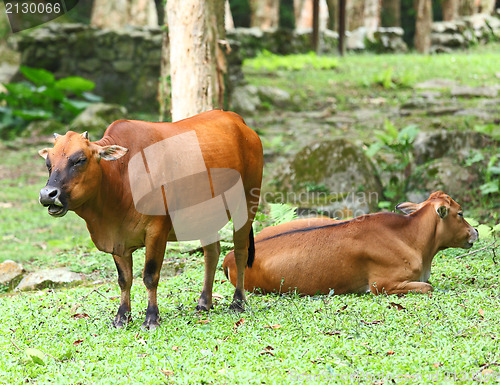 Image of Cow