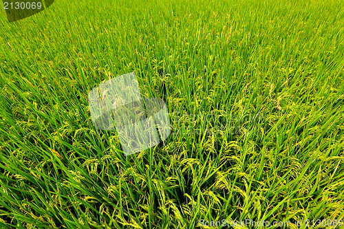 Image of rice field 