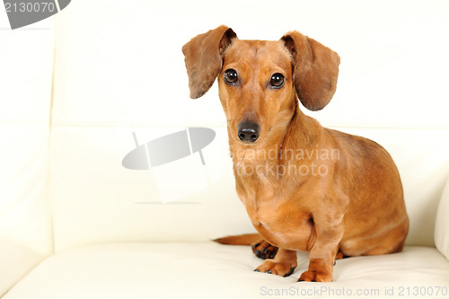 Image of dachshund dog on sofa