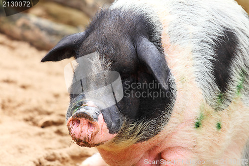 Image of pig