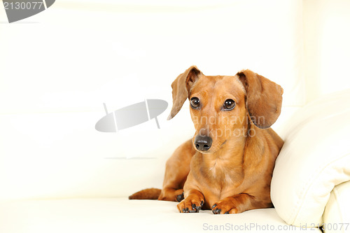 Image of dachshund dog on sofa