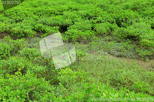 Image of Red Mangroves