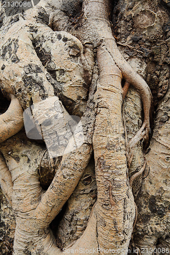 Image of tree root