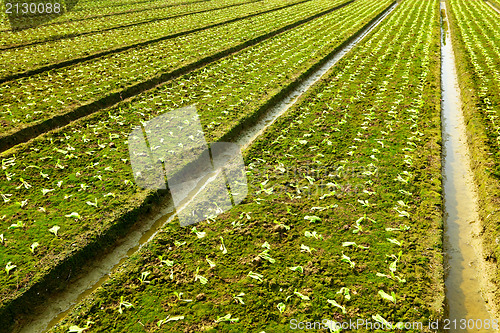 Image of farm field 