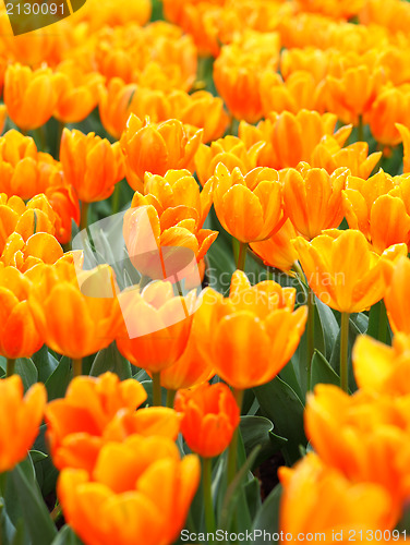 Image of flowers tulips