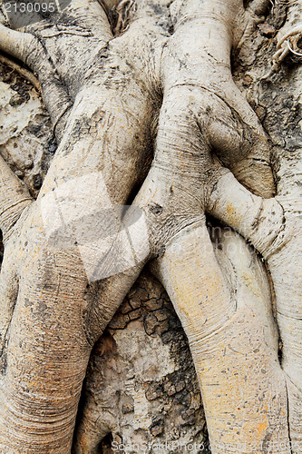 Image of tree roots
