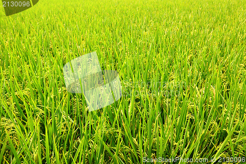 Image of Paddy Rice 