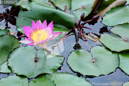 Image of lotus flower