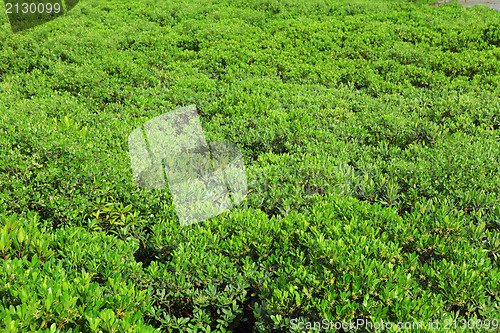 Image of Red Mangroves