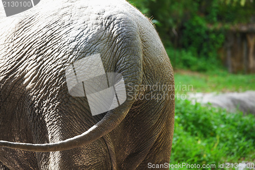 Image of Elephant tail