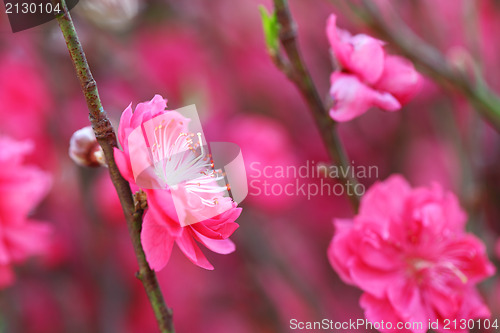 Image of peach blossom , decoration flower for chinese new year