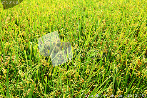 Image of paddy rice in field