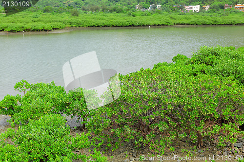 Image of Red Mangroves