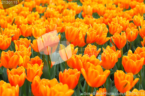 Image of tulip flower 