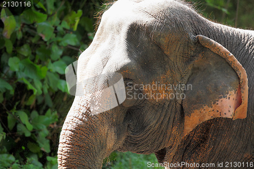 Image of elephant 