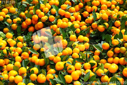Image of chinese kumquat for chinese new year