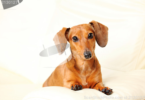 Image of dachshund dog on sofa