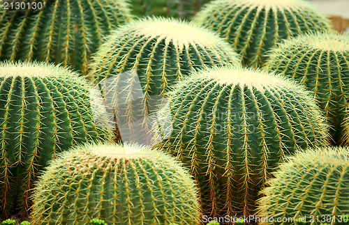 Image of cactus 