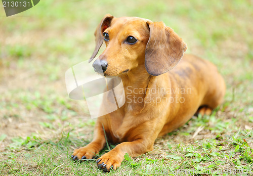 Image of dachshund dog