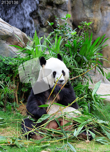 Image of Giant panda eating bamboo