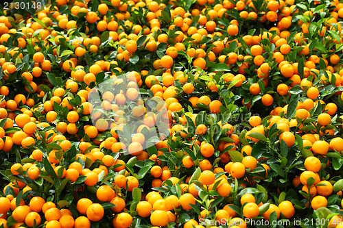 Image of Citrus Fruit in Chinese New Year