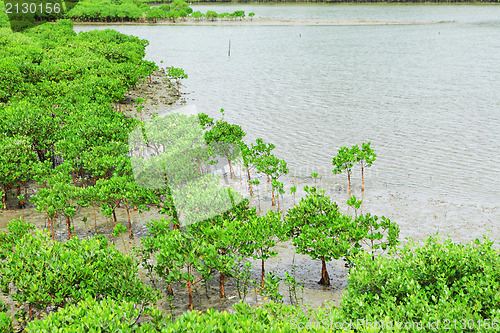 Image of Red Mangroves