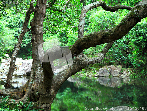 Image of forest with water and tree 
