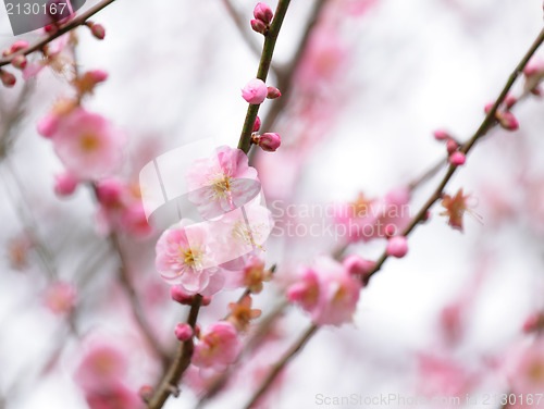 Image of Cherry Blossom 