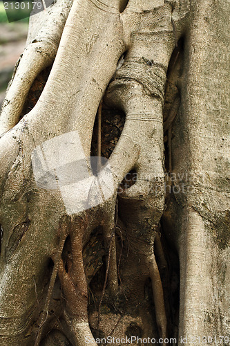 Image of tree root