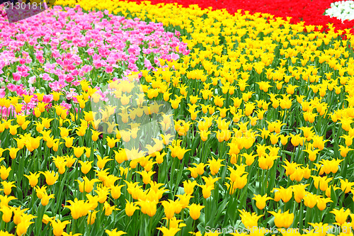 Image of tulip flower