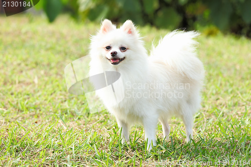 Image of White Pomeranian dog