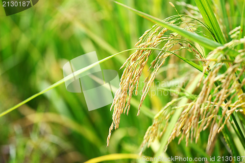 Image of Paddy Rice 