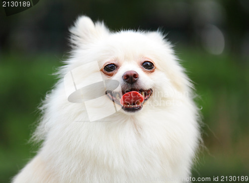 Image of White Pomeranian dog