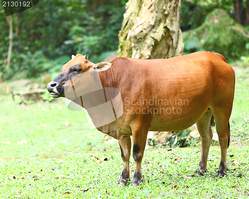 Image of Cow