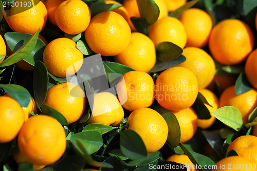 Image of Citrus Fruit in Chinese New Year