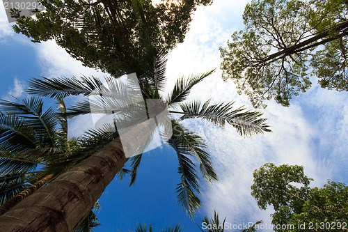 Image of Coconut tree in Phuket island