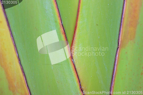 Image of Close-up image of a palm leaf 