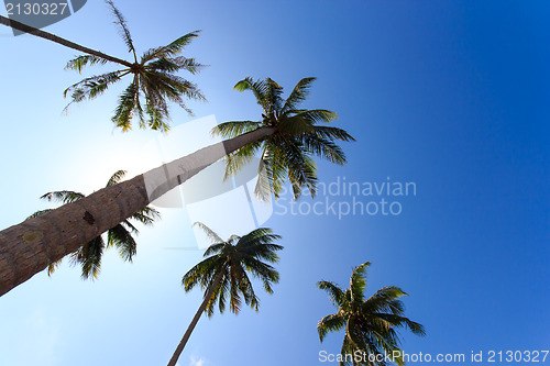 Image of Coconut trees in tropical garden