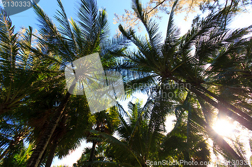 Image of Coconut tree in Phuket island