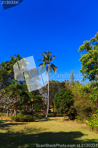 Image of Coconut trees in tropical garden
