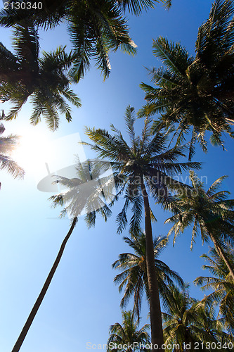 Image of Coconut trees in tropical garden