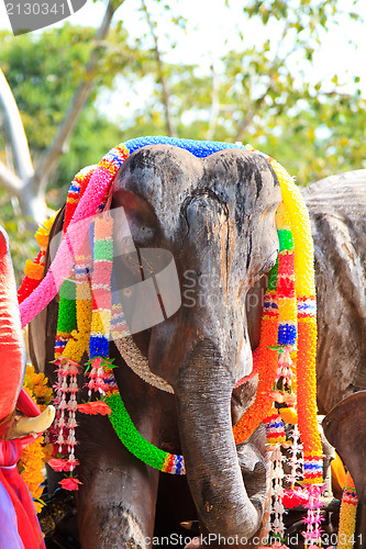 Image of Elephants at the Phuket lighthouse