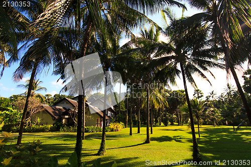 Image of Coconut tree in Phuket island