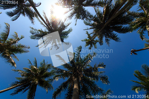 Image of Coconut trees in tropical garden